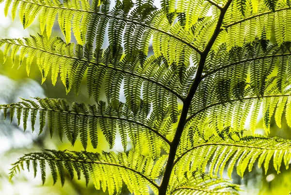 Détail de fougère verte — Photo