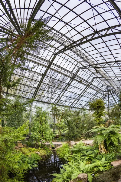 Vackra tropiska utställning i Palmengarten i Frankfurt — Stockfoto