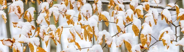 Листья осеннего цвета, покрытые снегом — стоковое фото