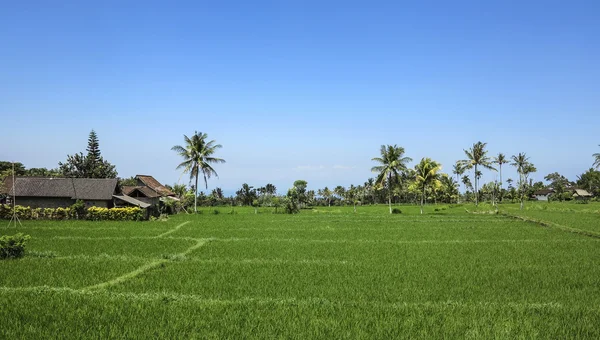 Beautiful rice terracces in Bali — Stock Photo, Image