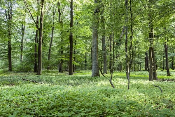 Aussichtsreicher Eichenwald — Stockfoto