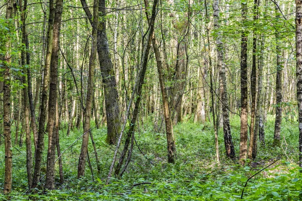 Мальовничі ліс дуб — стокове фото