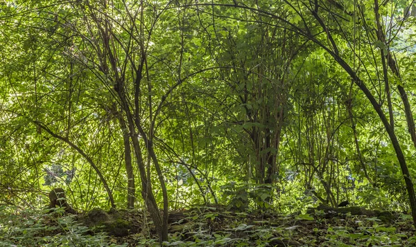 Forêt pittoresque de chênes — Photo