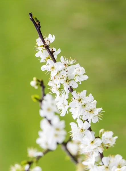 Close-up of apple blossom in spring — Stock Photo, Image