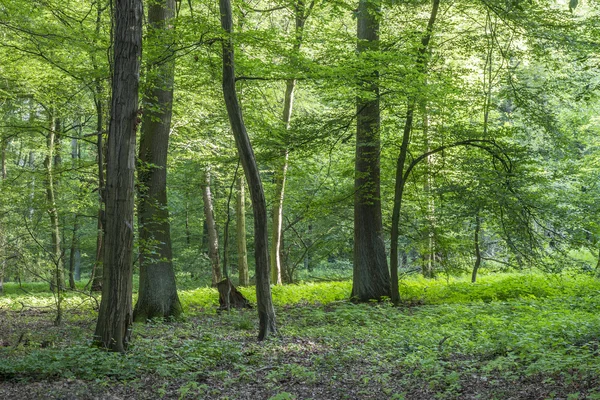 Doğal meşe ormanı — Stok fotoğraf