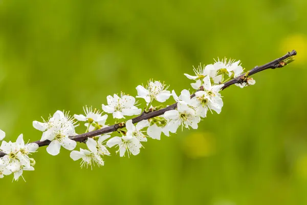 Close-up of apple blossom in spring — Stock Photo, Image