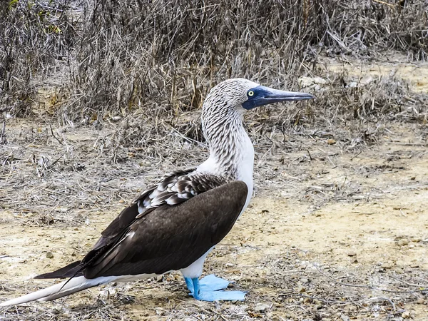 Booby de patas azules en la isla de Galápagos de Seymour Norte —  Fotos de Stock