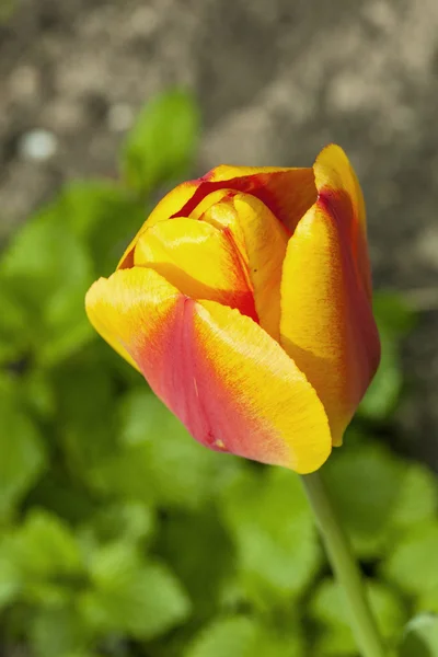 Close-up of tulip blossom in spring — Stock Photo, Image