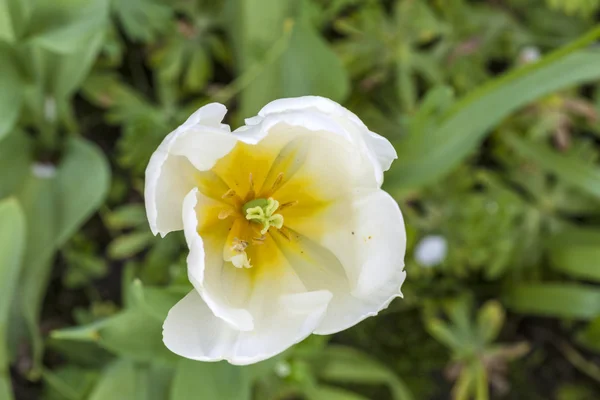 Крупным планом цветения тюльпана весной — стоковое фото