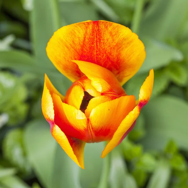 Close-up of tulip blossom in spring — Stock Photo, Image