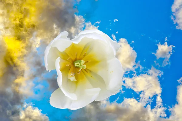 Primo piano di fiore di tulipano in primavera — Foto Stock