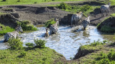 Masai Mara Milli Parkı Zebras bir su kuyusu için bak 