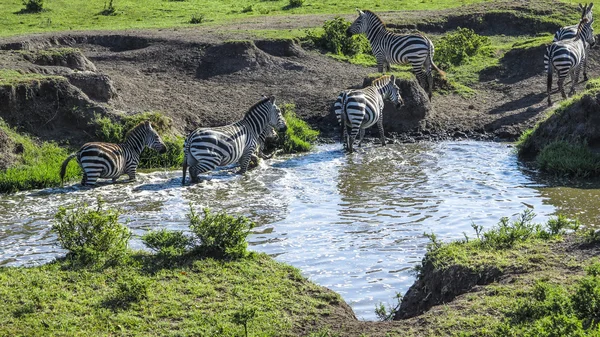 Zebry v národním parku Masai Mara hledají díru vody — Stock fotografie