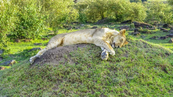 Leão relaxa no Parque Nacional Masai Mara . — Fotografia de Stock