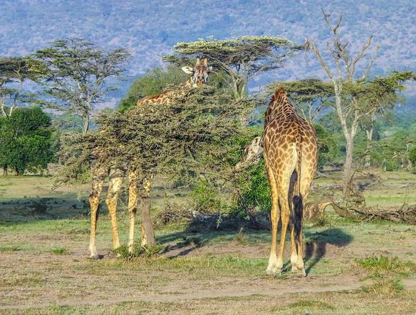 Giraf in Masai Mara Nationaal Park. — Stockfoto