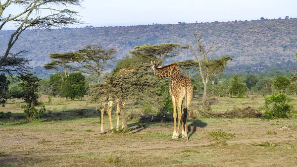 Giraffa nel Parco Nazionale Masai Mara . — Foto Stock