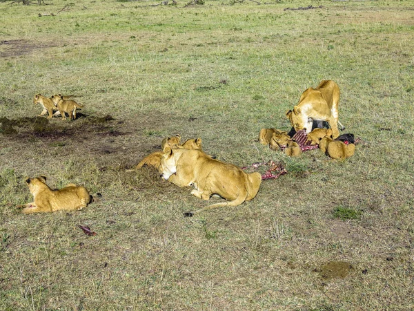 Leões no Parque Nacional Masai Mara — Fotografia de Stock