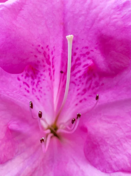 Flor de rododendro rosa — Fotografia de Stock