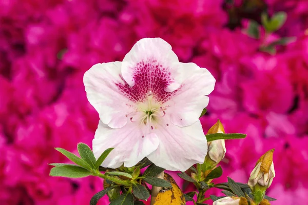 Ροζ άνθος ροδοδενδρίου — Φωτογραφία Αρχείου