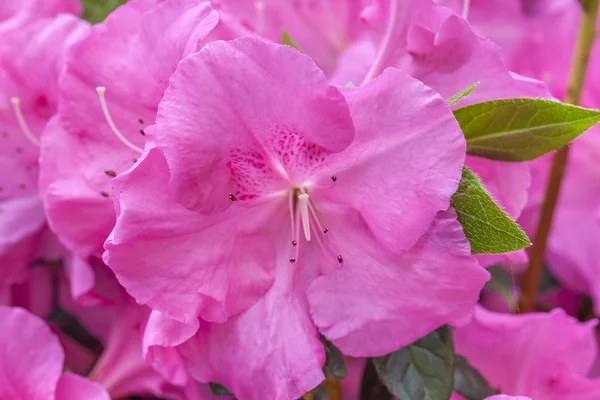 Pembe rhododendron çiçeği — Stok fotoğraf