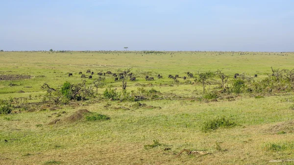 Animales en el Parque Nacional Masai Mara . —  Fotos de Stock