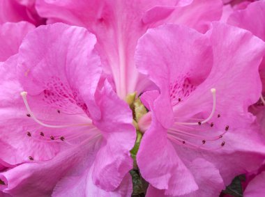 Pembe rhododendron çiçeği