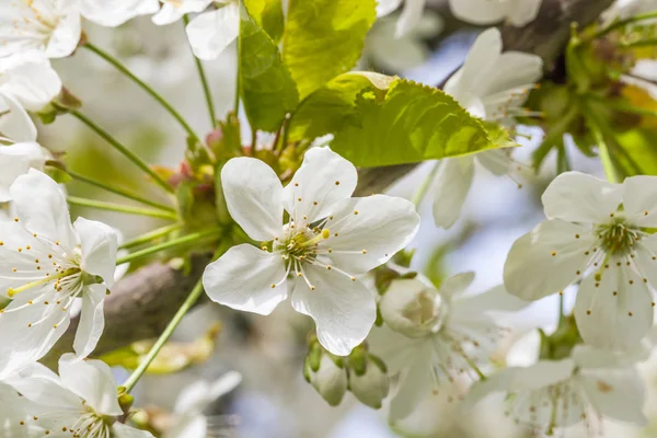 Close-up de flor de cereja na primavera — Fotografia de Stock