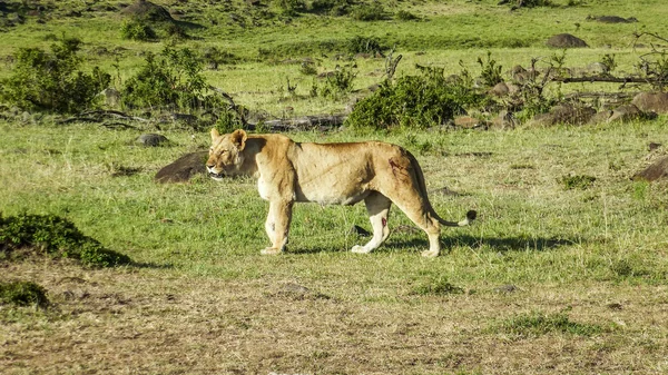 Lion in Masai Mara National Park. — Stock Photo, Image