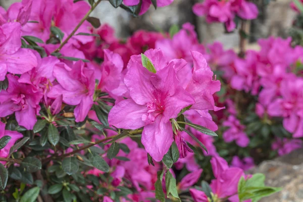 Pembe rhododendron çiçeği