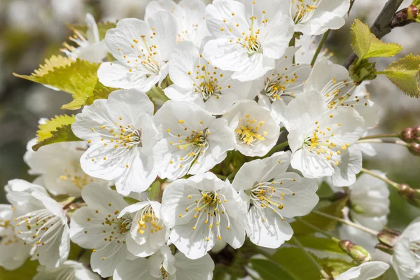 Blommande körsbärsträd — Stockfoto