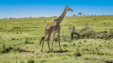 Zürafa Masai Mara Milli Parkı'nda.