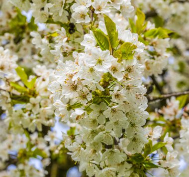 Kiraz çiçeği bahar Close-Up