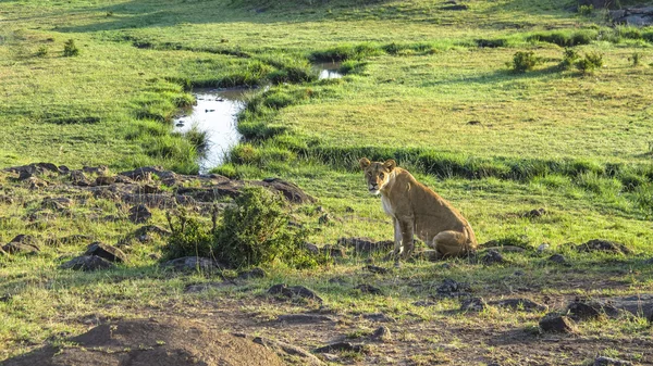 Lev v Masai Mara národní Park. — Stock fotografie