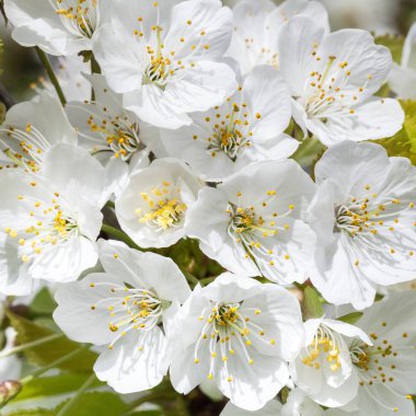  Çiçek açan kiraz ağacı