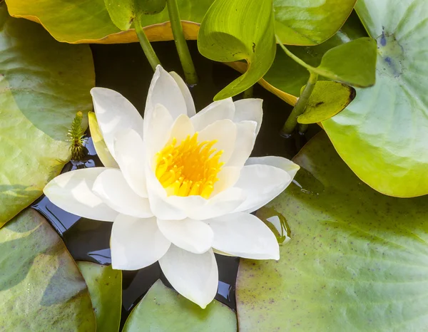 Lirio de agua de loto blanco japonés — Foto de Stock