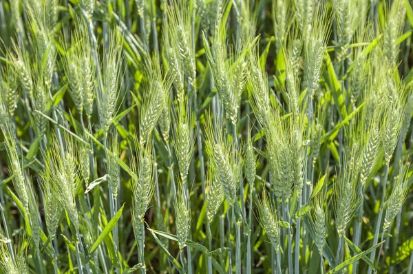 Spika of corn — Stock Photo, Image