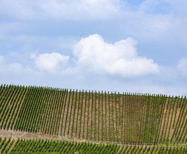 üzüm bağları, Moselle Nehri tepelerinde   