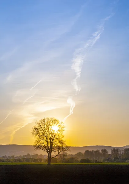 Puesta de sol con cielo azul y árbol — Foto de Stock