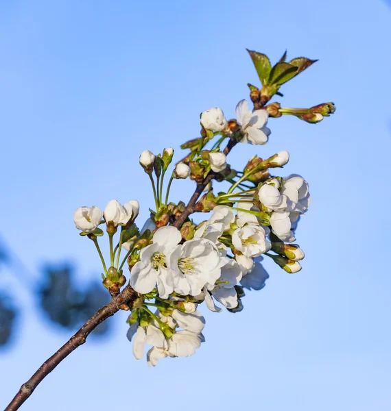 Close-up branch of bloom in spring — Stock Photo, Image