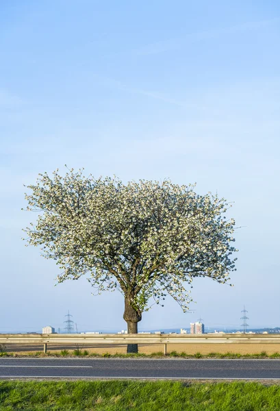 Close-up tak van bloeien in de lente — Stockfoto