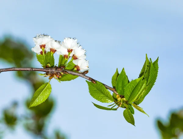 春の花のクローズ アップ支店 — ストック写真