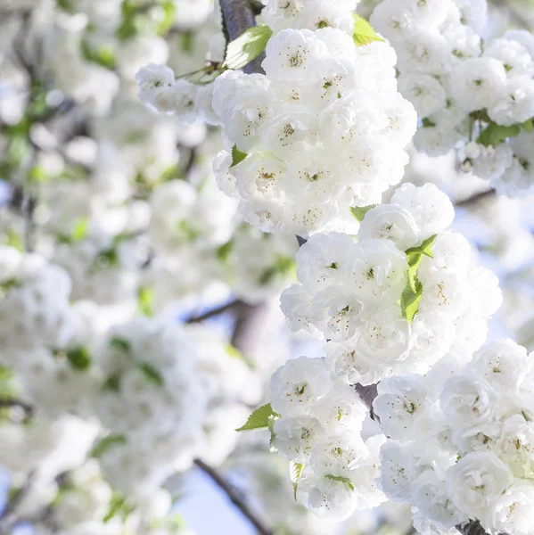 Nahaufnahme Zweig der Blüte im Frühling — Stockfoto