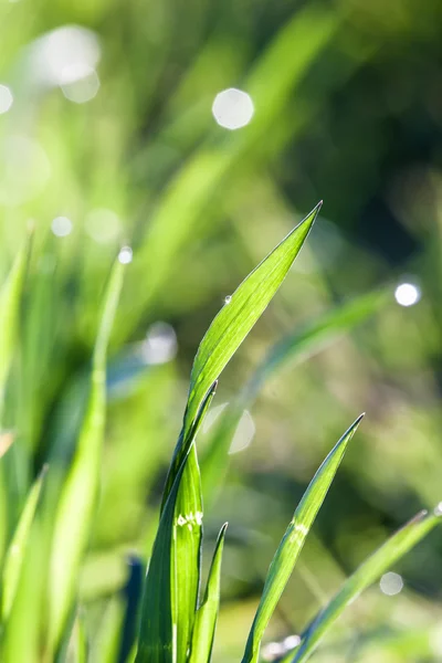 Красивая зеленая трава в деталях с росой — стоковое фото