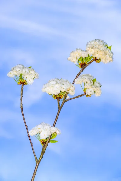 Ramo close-up de flor na primavera — Fotografia de Stock