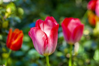 kırmızı ve beyaz çiçekler