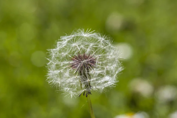 Detalj av maskros — Stockfoto