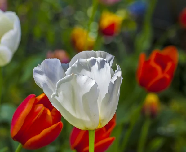 Rode en witte bloemen — Stockfoto