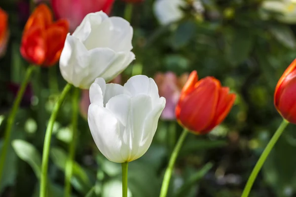 Red and white flowers — Stock Photo, Image