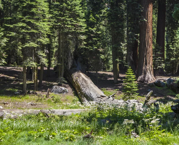 Sequoias altas e grandes no parque nacional sequoia — Fotografia de Stock