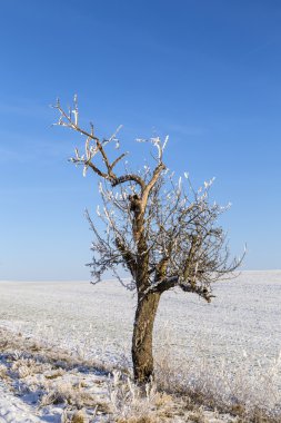 Karda beyaz buz gibi ağaçlar manzara kaplı